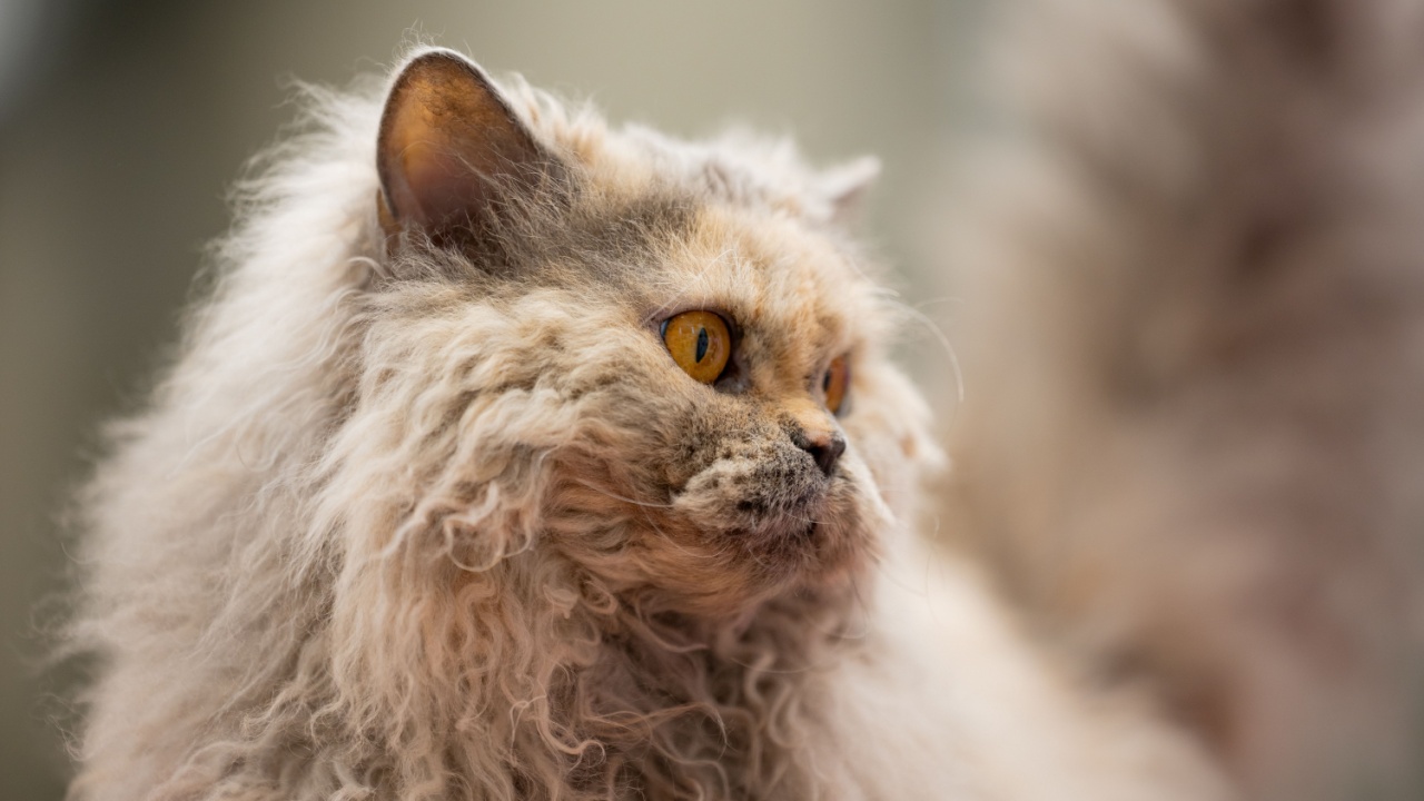 Selkirkreksų veislės katė